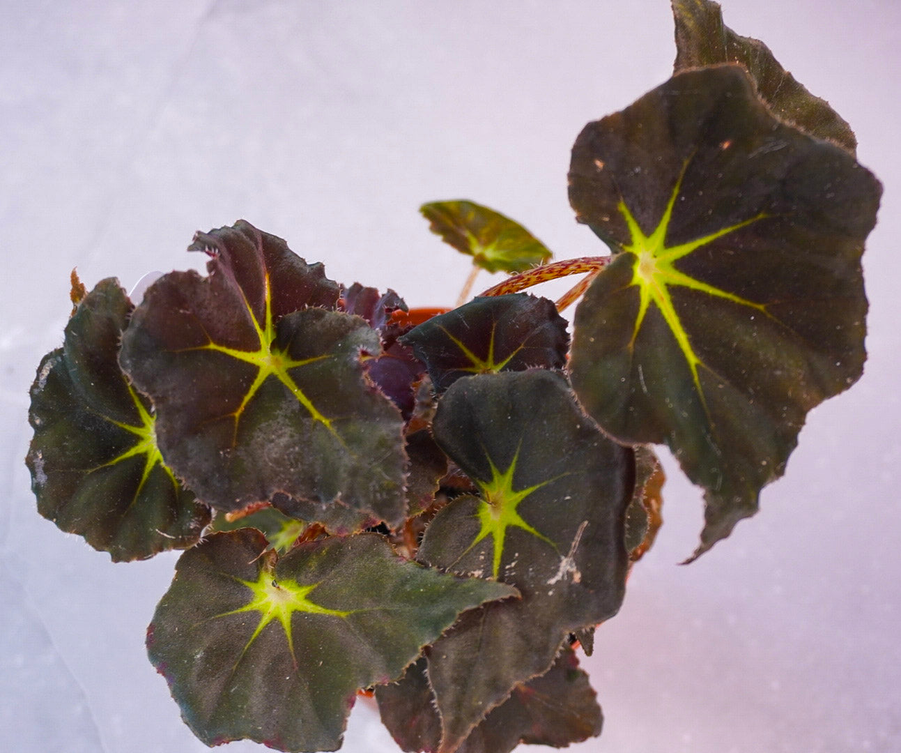 begonia-stella-m1021-top view