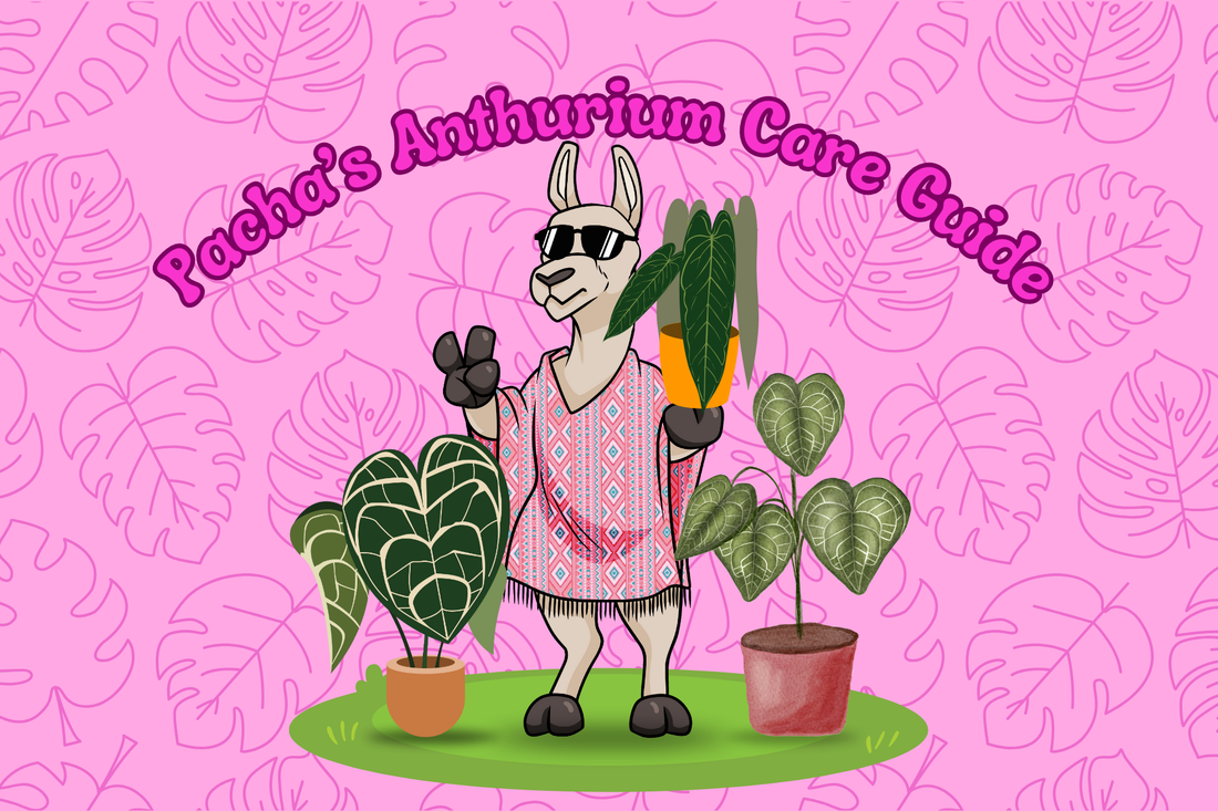Anthurium Care Guide