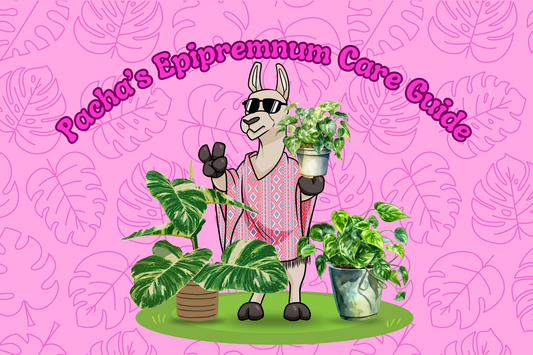 Epipremnum Care Guide