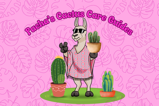 Cactus/Succulent Care
