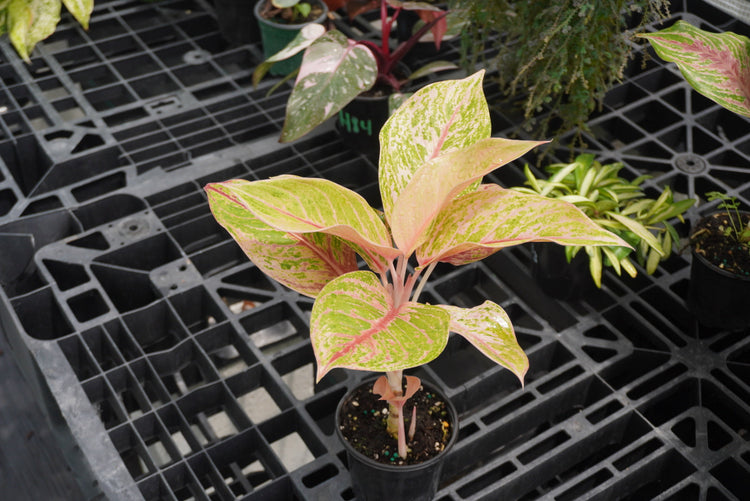 Aglaonema