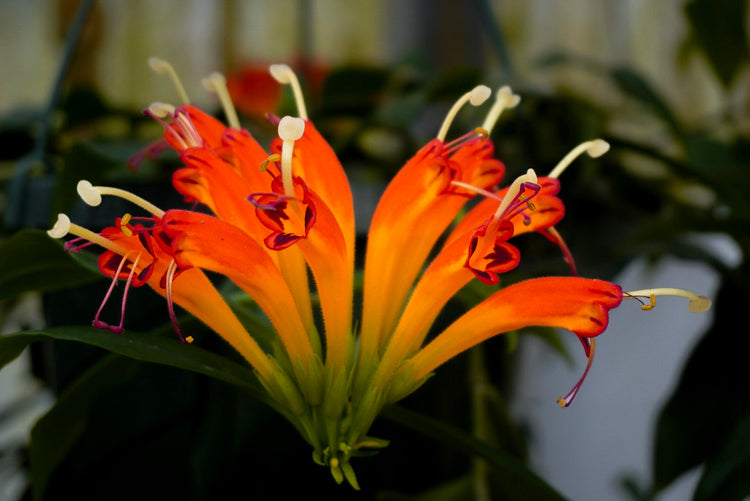 Columnea in Bloom, Lipstick Plant