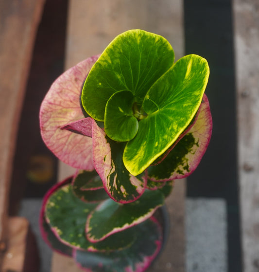 Croton Rose 4”