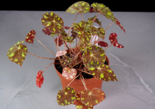Begonia Kit Kat Close Up Potted plant with variegated leaves on a plain background