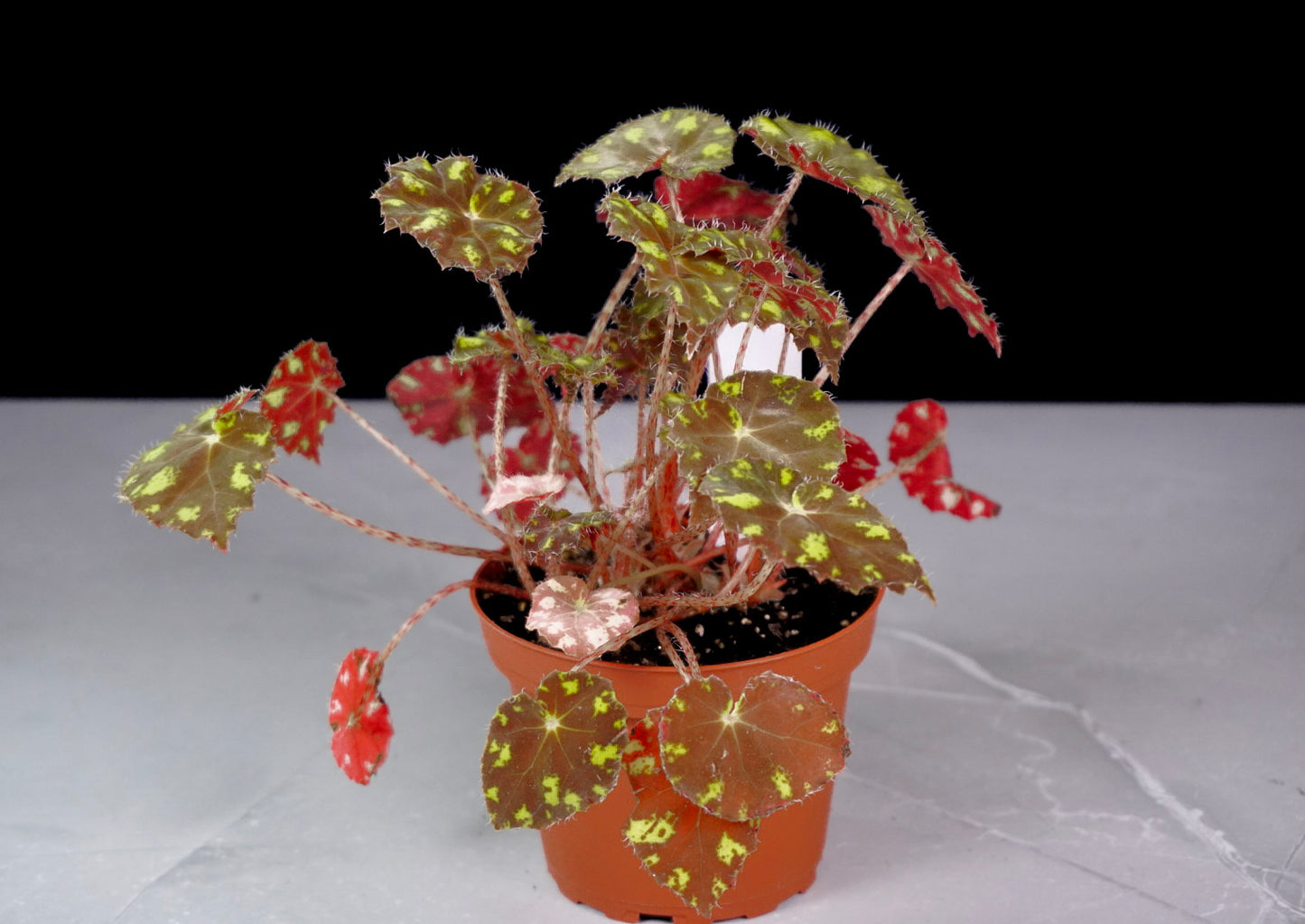 Begonia Kit Kat Side View  Potted plant with variegated leaves on a white background