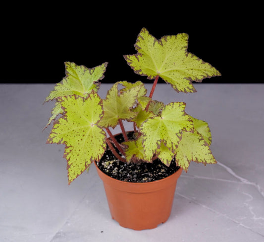 Begonia Lil Beaver Front Potted plant with variegated leaves on a gray surface