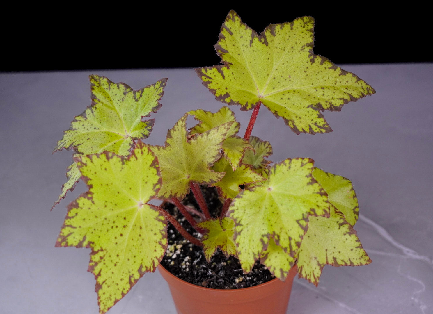 Begonia Lil Beaver Front Close Up Potted plant with variegated leaves on a gray background