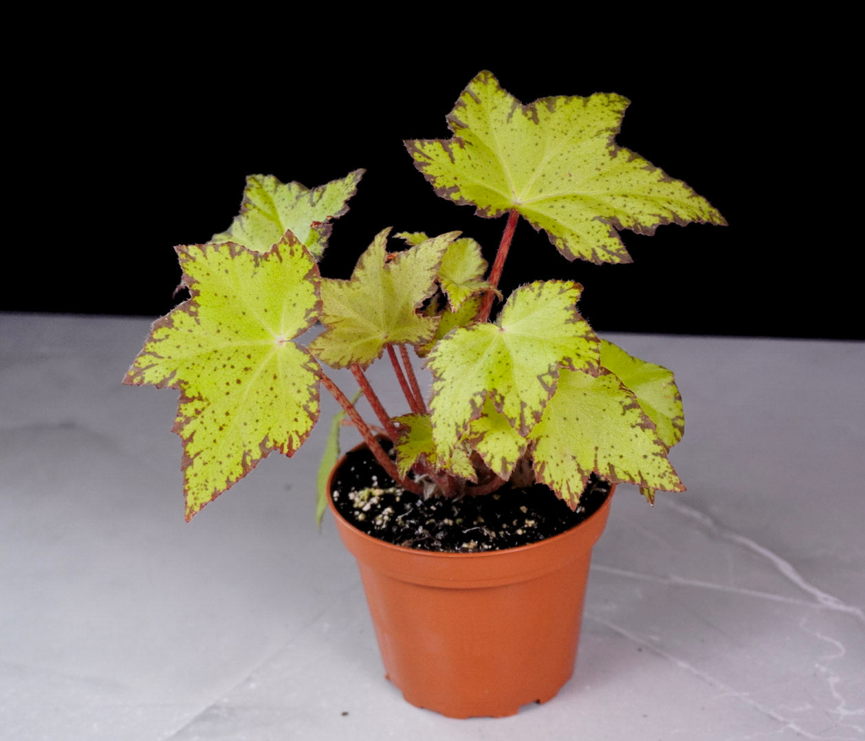 Begonia Lil Beaver Front View Potted plant with variegated leaves on a white surface with a black background