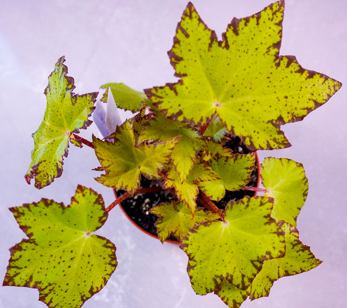 Begonia Lil Beaver Top View Potted plant with green leaves on a white background