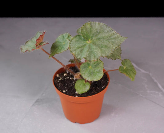 Begonia Night Satin Front View Potted plant with green leaves on a gray background