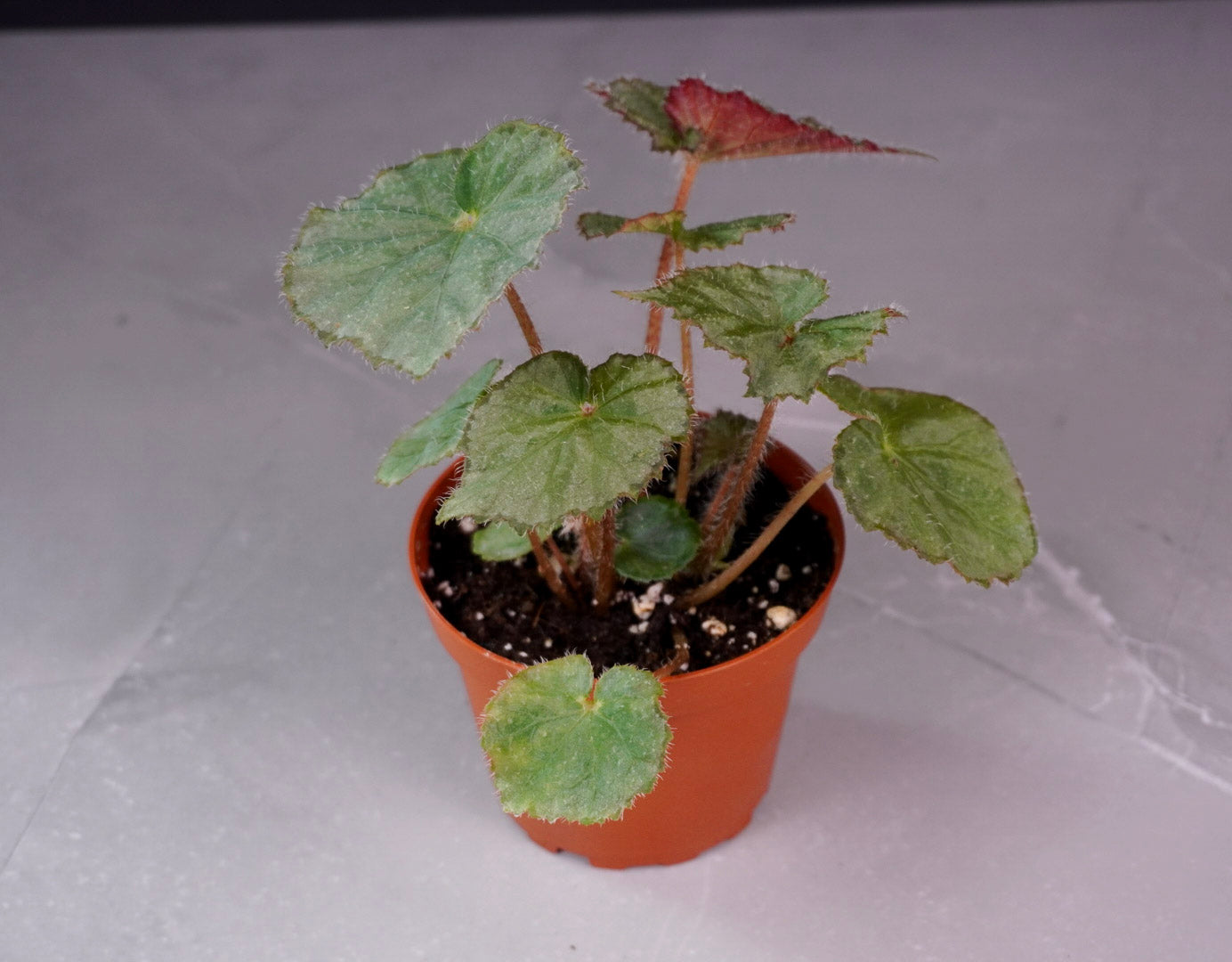 Begonia Night Satin Front View Potted plant with green leaves on a plain background