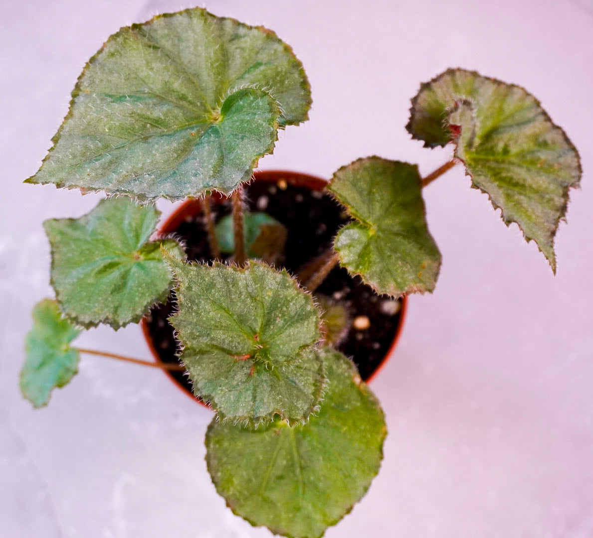Begonia Night Satin Front View Green potted plant with fuzzy leaves on a white background