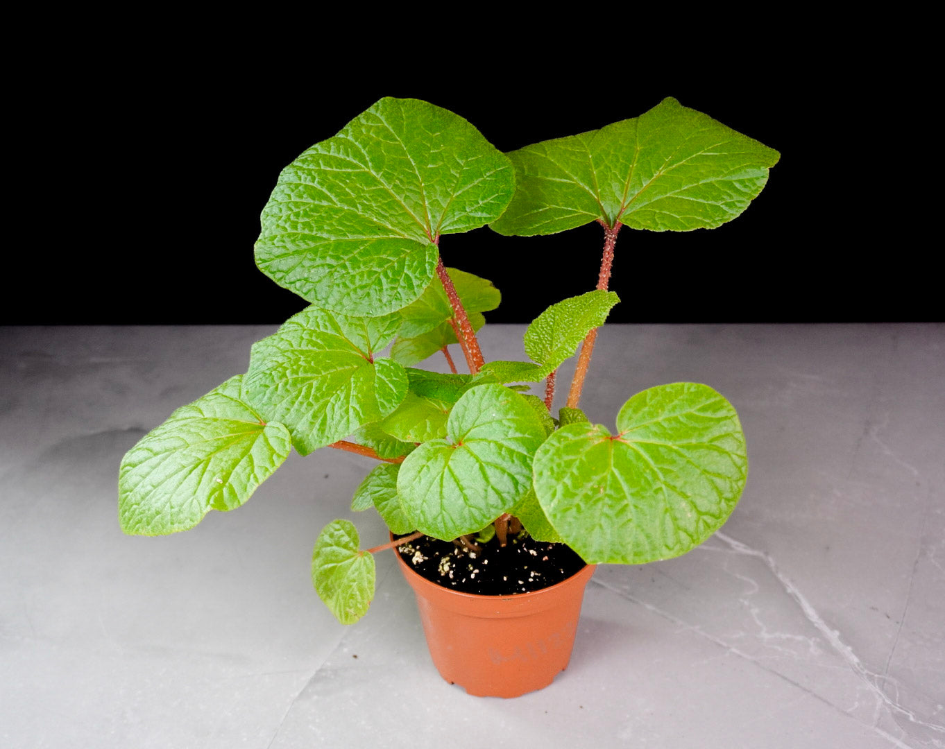 Begonia Paleata 4 Inch Pot