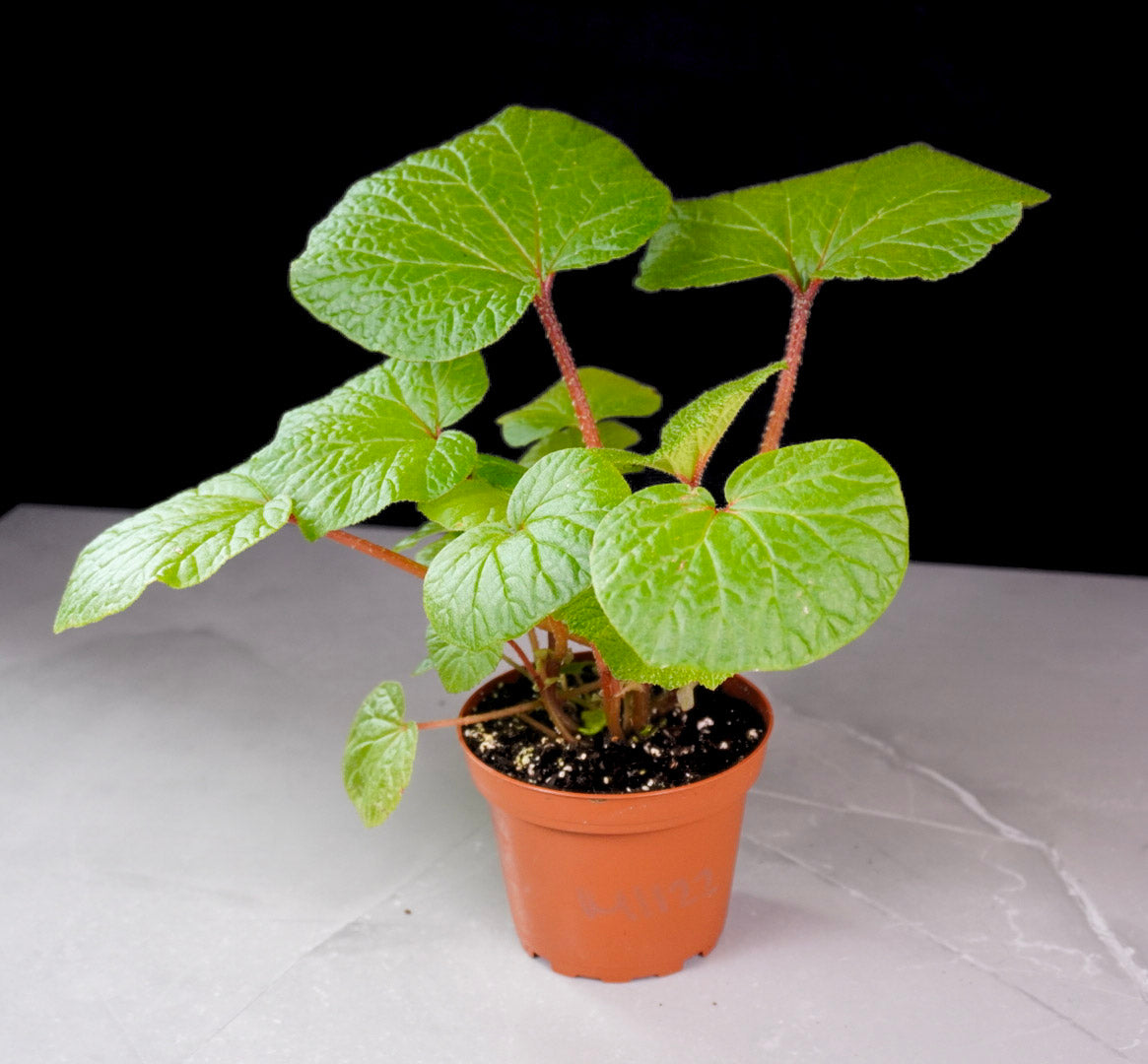 Begonia Paleata 4 Inch Pot Front View Potted plant with green leaves on a white surface with a black background