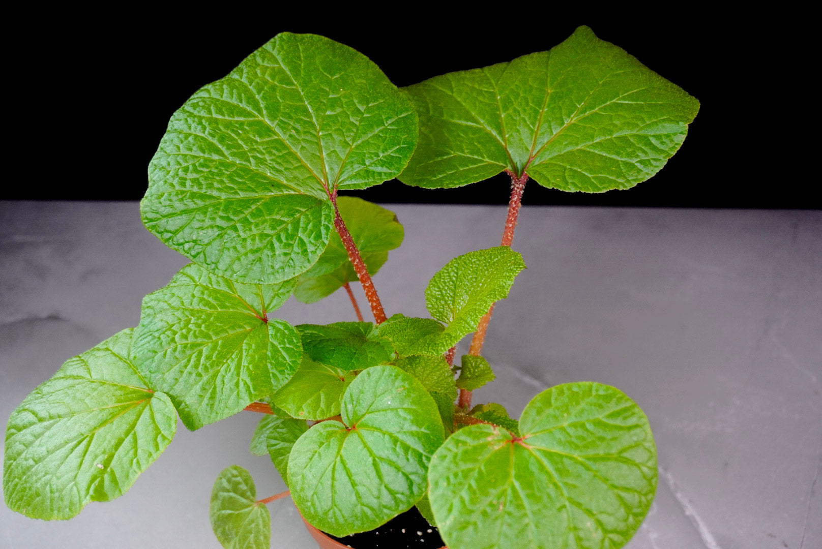 Green leafy plant on a gray surface with a black background Begonia Paleata 4 Inch Pot