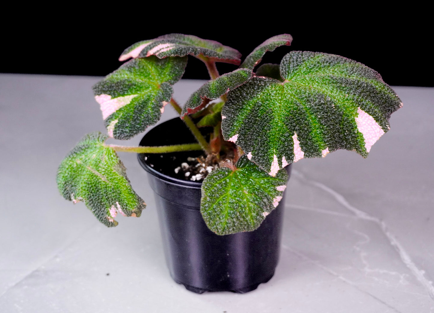 Begonia Soli Mutata Pink Variegated 4 Inch Pot