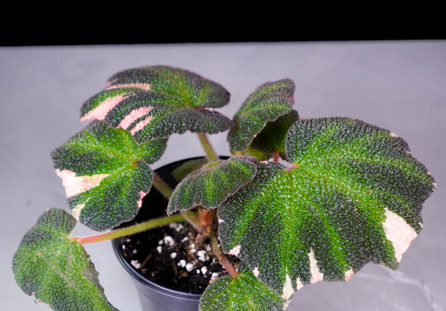 Begonia Soli Mutata Pink Variegated Close Up