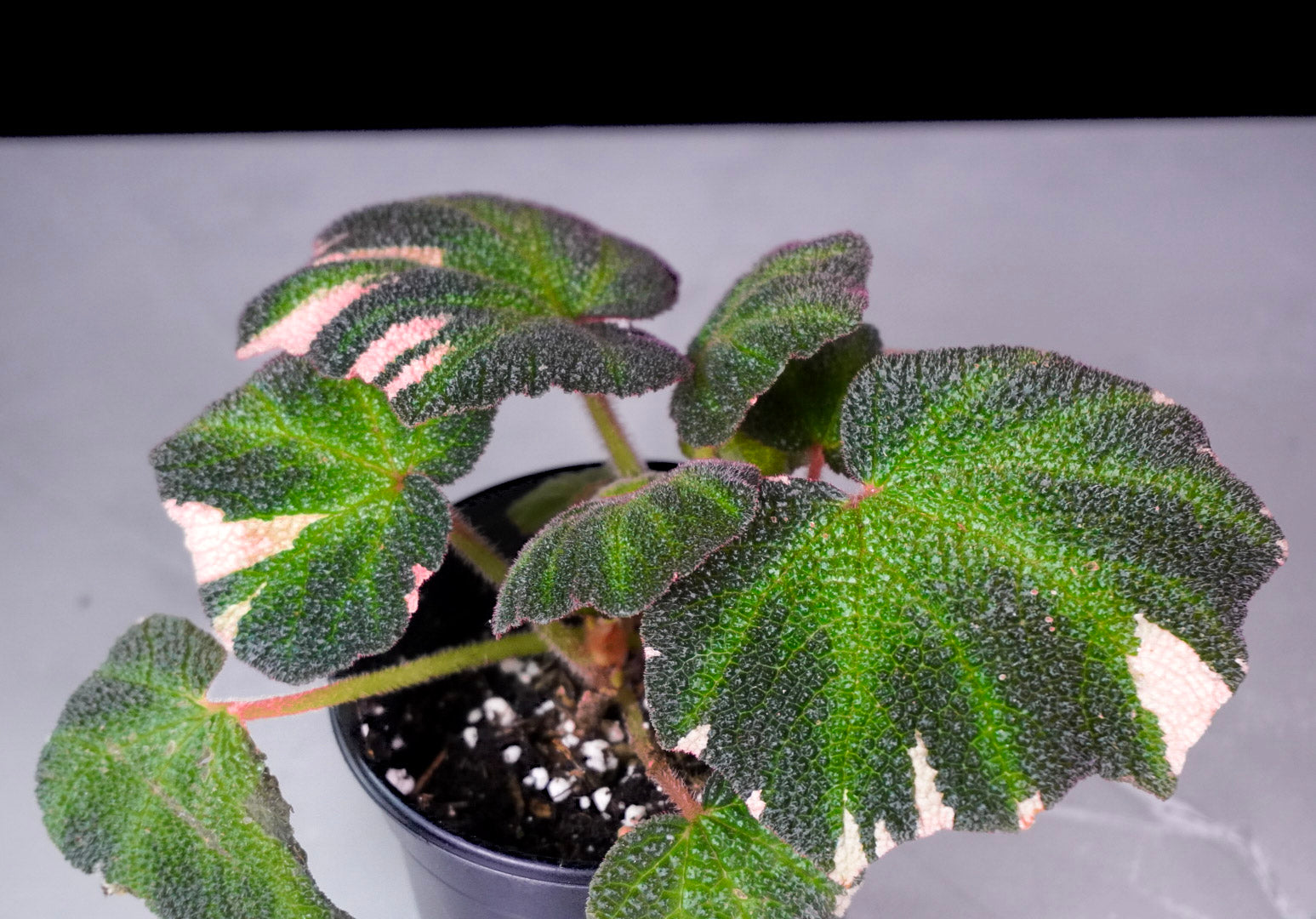 Begonia Soli Mutata Pink Variegated Close Up