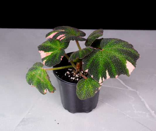 Begonia Soli Mutata Pink Variegated Top