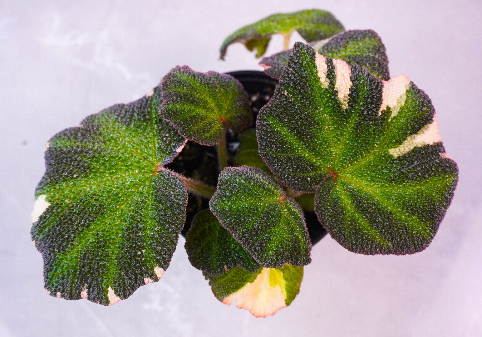 Begonia Soli Mutata Pink Variegated Top View