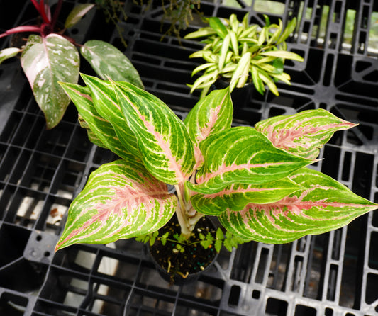 Aglaonema Mahanakorn 4"
