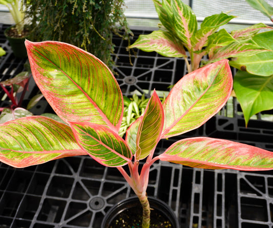 Aglaonema Khanza