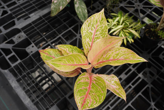 Aglaonema Robert 4"