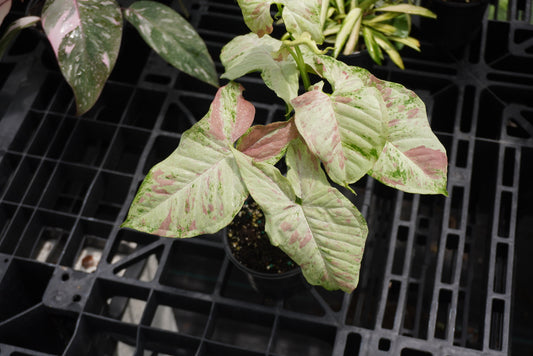 Syngonium Milk Confetti Tricolor