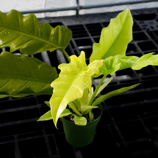 Philodendron Golden Crocodile 4”