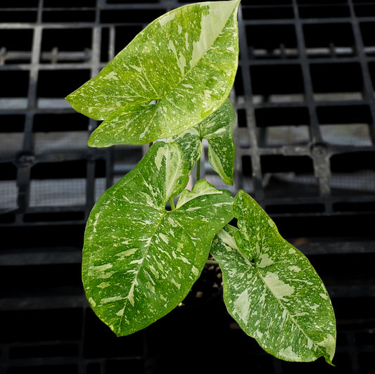 Syngonium Panda Galaxy