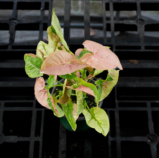 Syngonium Pink Lava