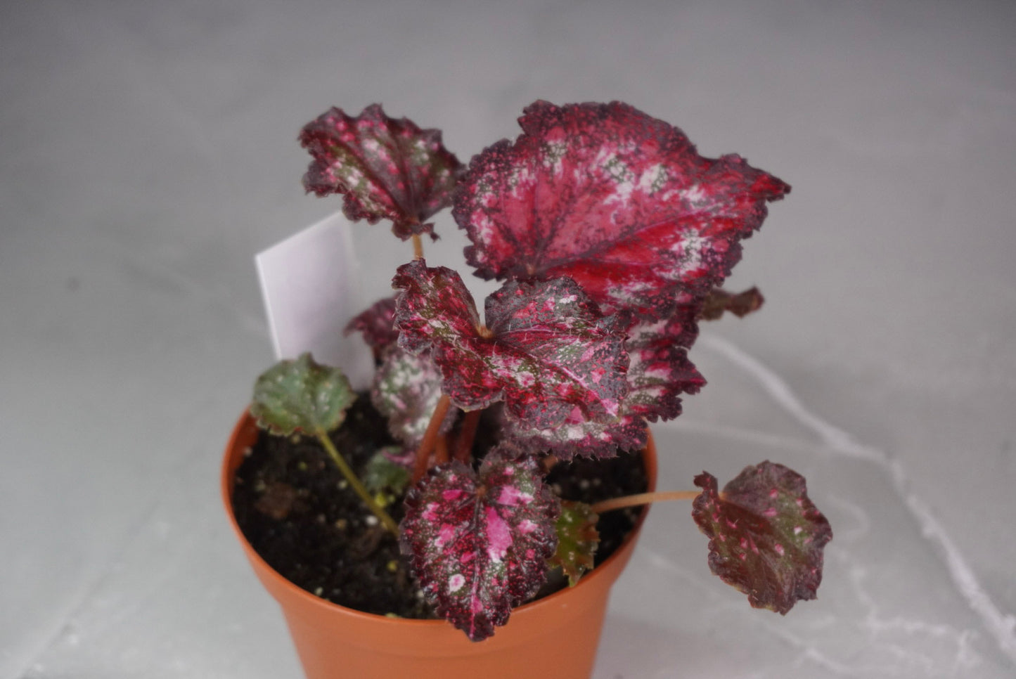 Begonia Gift Wrap – Rare Collector Rex Begonia (M1033)