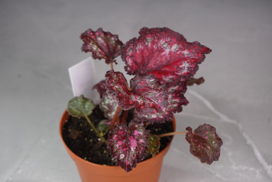 Begonia Gift Wrap – Rare Collector Rex Begonia (M1033)