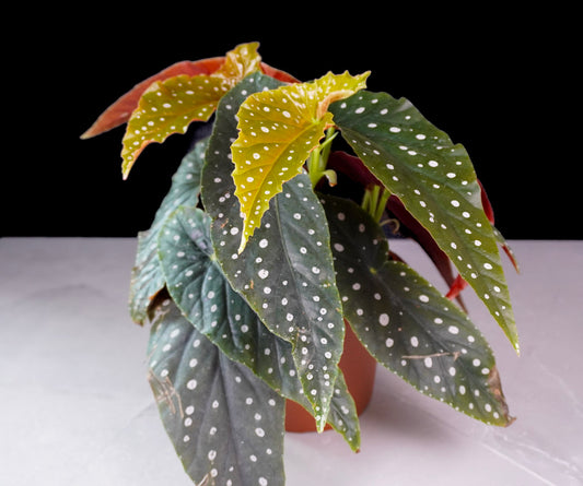 Cane Begonia Angel Messenger – Rare 6 Inch Indoor Plant (L533)