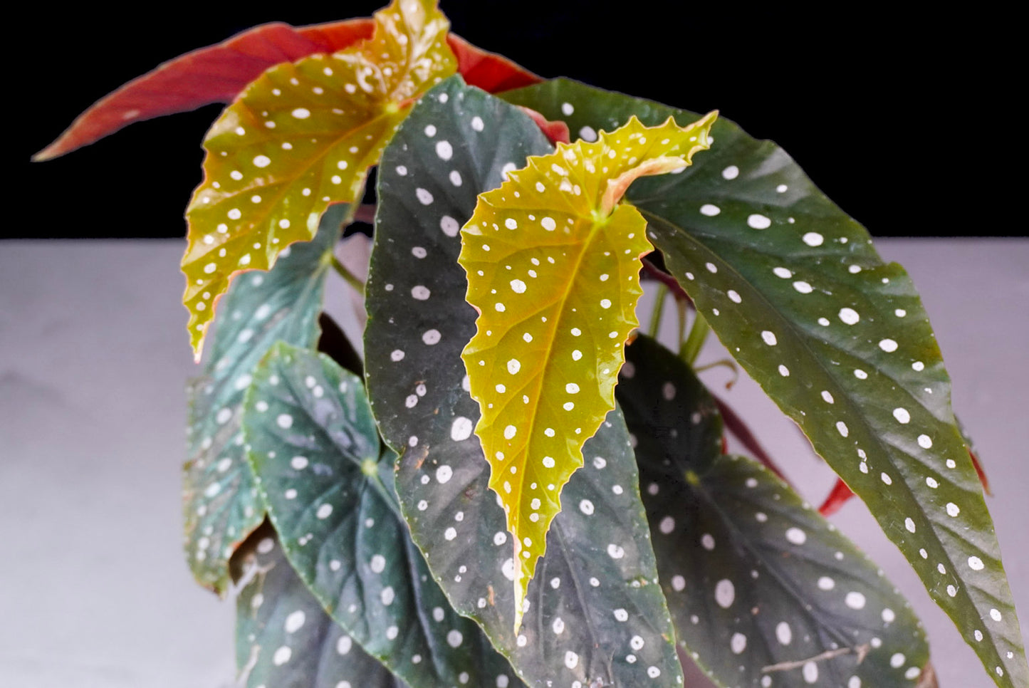 Cane Begonia Angel Messenger – Rare 6 Inch Indoor Plant (L533)