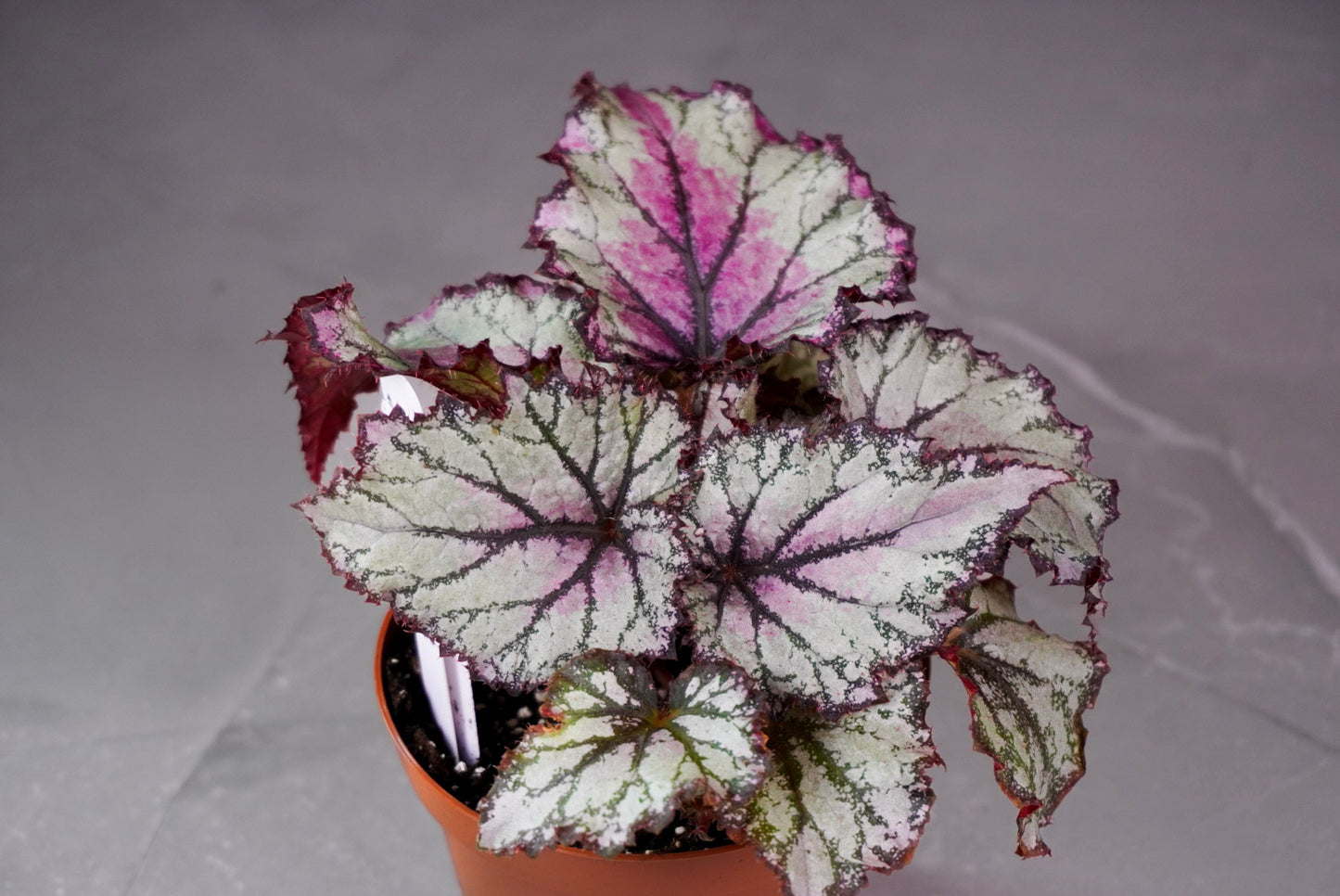 Begonia Harmony’s Prismatic Blush – Rare Collector Rex Begonia (M1071)