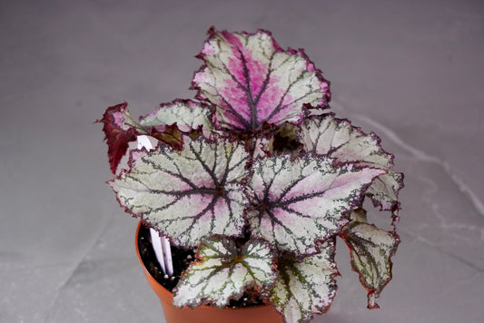 Begonia Harmony’s Prismatic Blush – Rare Collector Rex Begonia (M1071)
