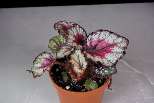 Begonia Crimson Oak – Rare Collector Rex Begonia (M687)