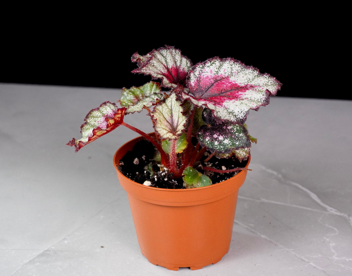 Begonia Crimson Oak – Rare Collector Rex Begonia (M687)