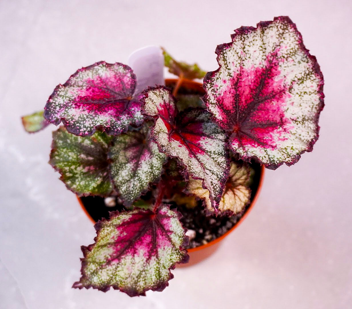 Begonia Crimson Oak – Rare Collector Rex Begonia (M687)