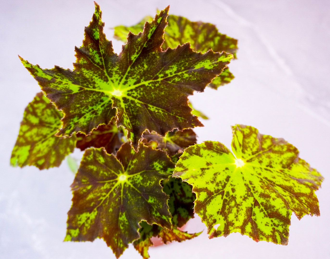 Begonia Phoe’s Cleo – Rare Collector Rex Begonia (M1009)