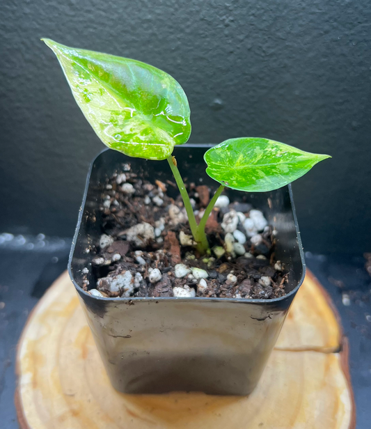 Alocasia variegated regal shield