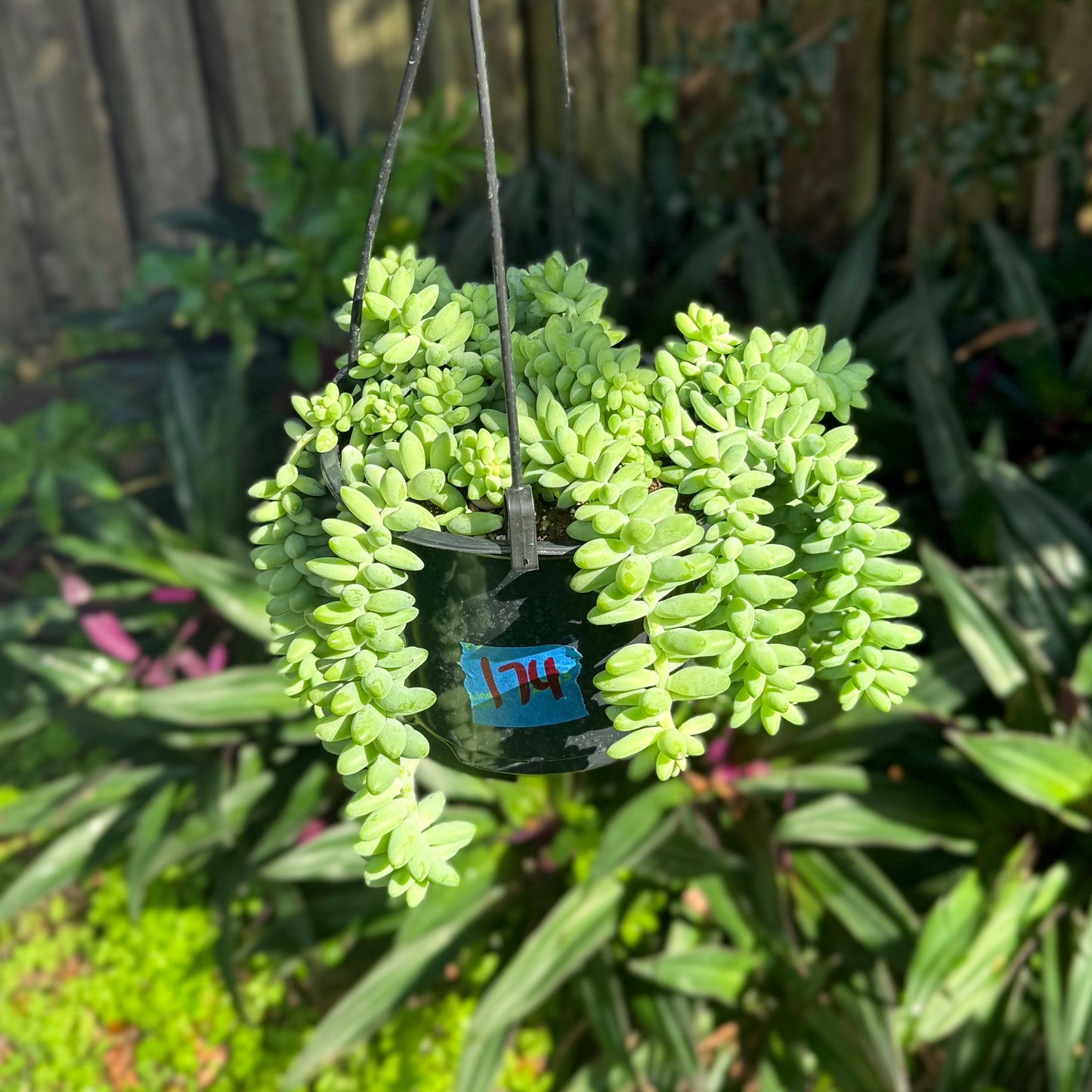 6" Burro Tail Succulent Hanging Basket