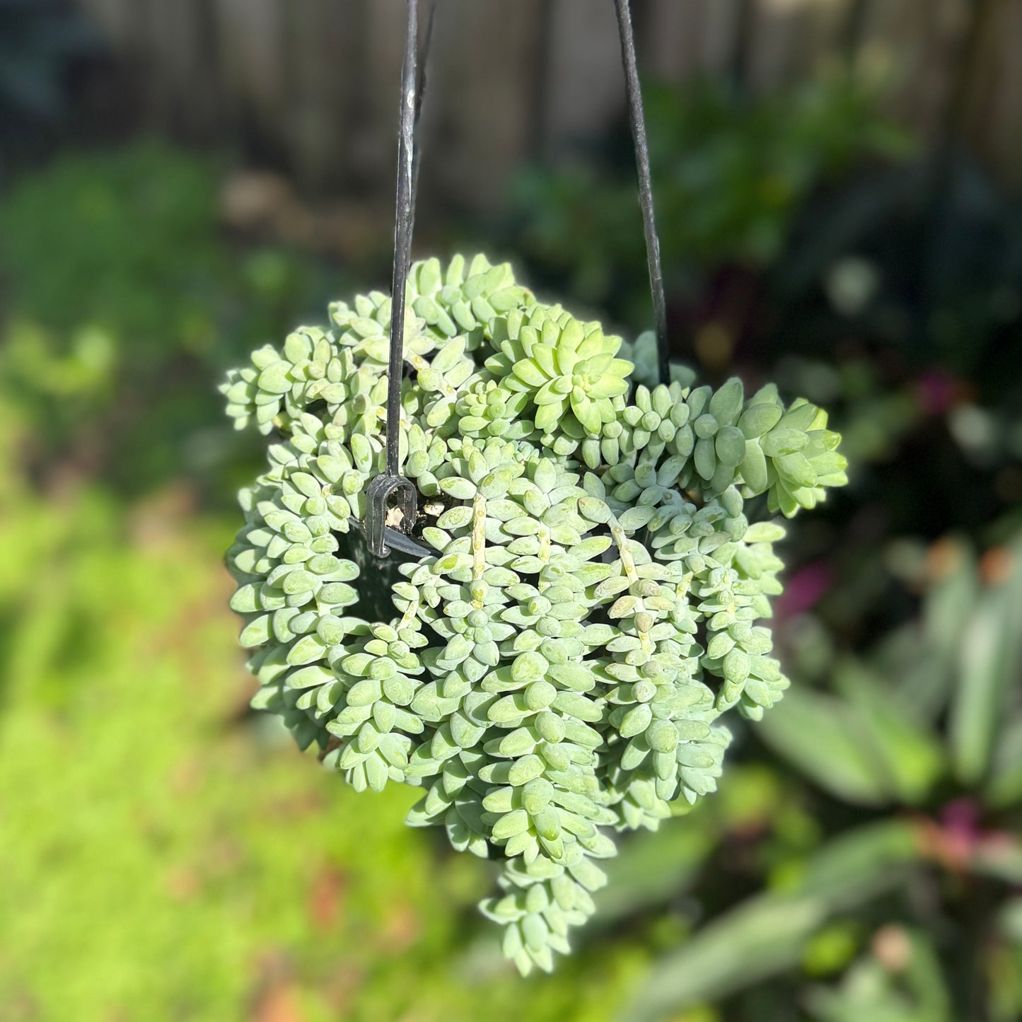 6" Burro Tail Succulent Hanging Basket