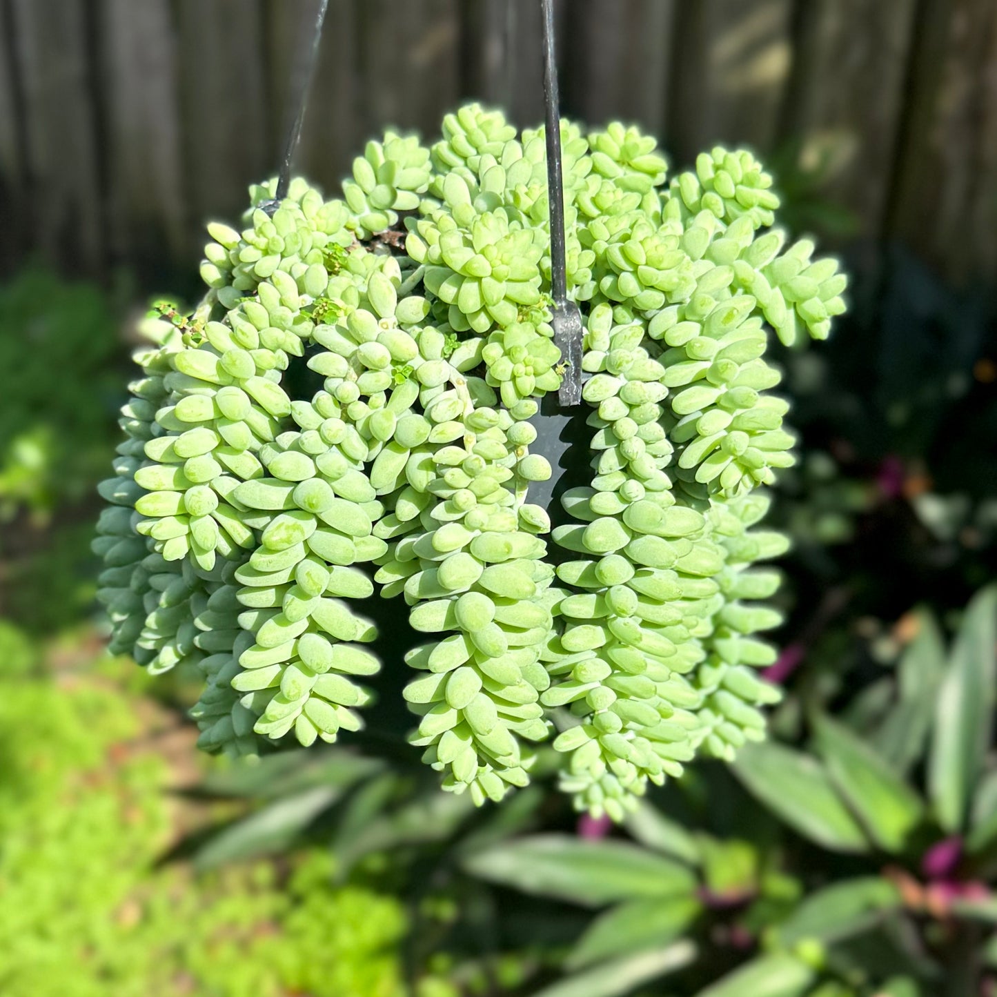 6" Burro Tail Succulent Hanging Basket