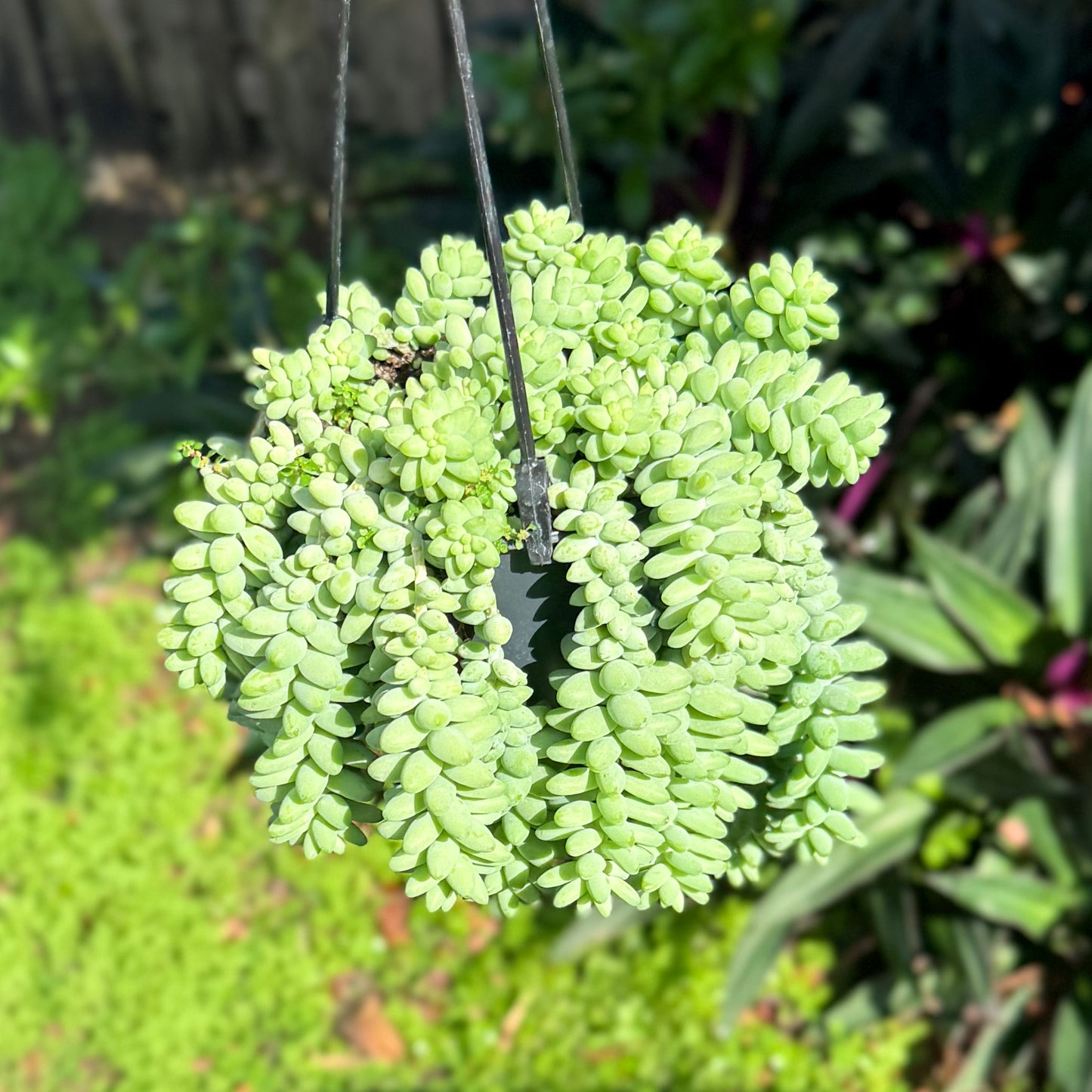 6" Burro Tail Succulent Hanging Basket