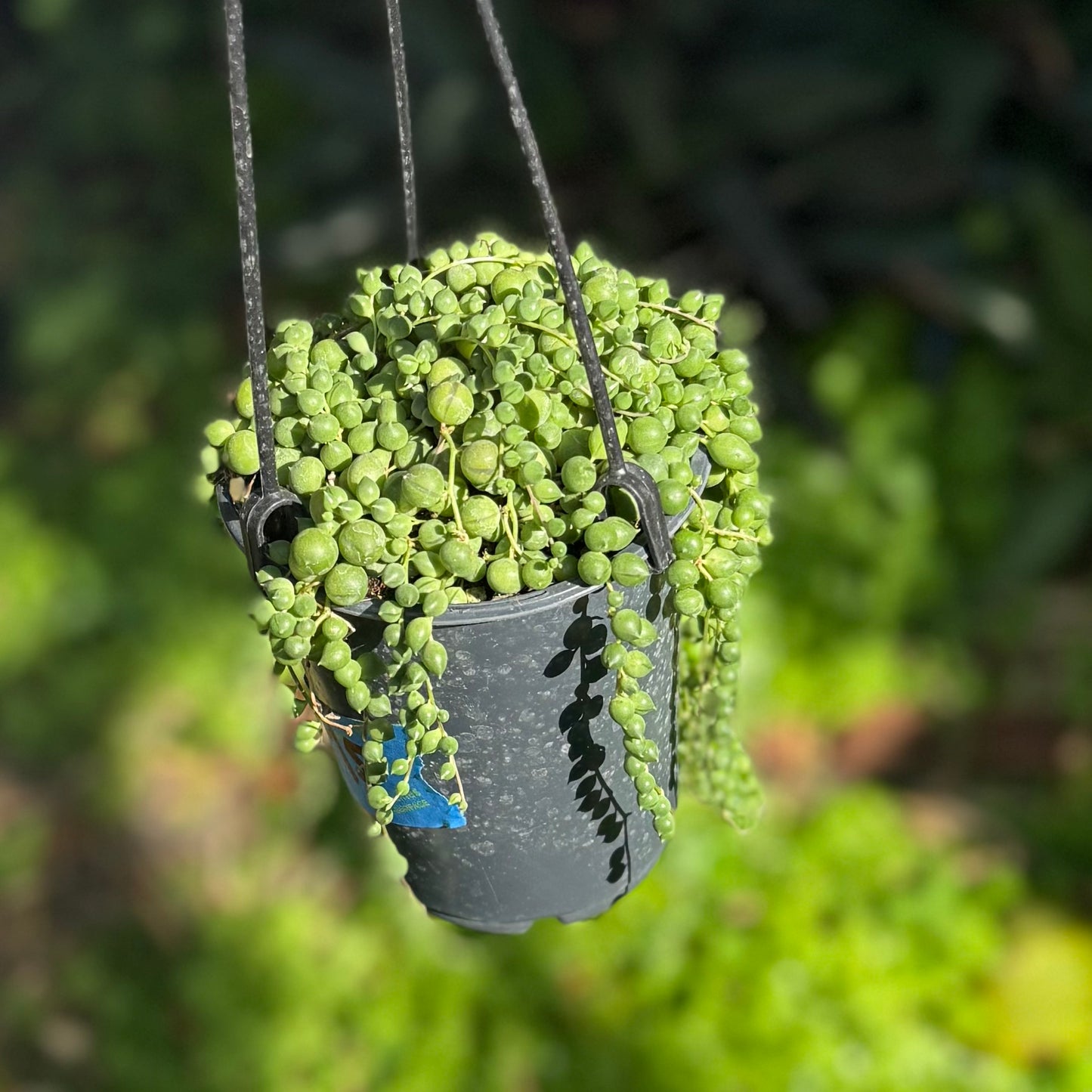 4" String Of Pearls Succulent Hanging Basket