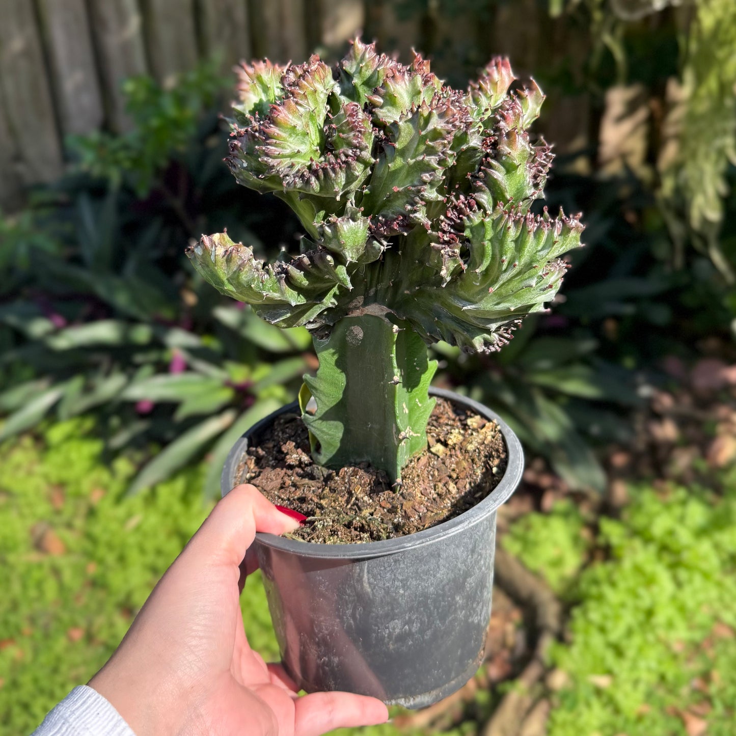Mermaid Tail Cactus – 6" Pot (Purple)