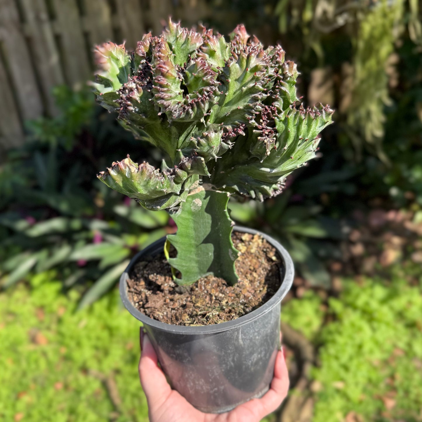 Mermaid Tail Cactus – 6" Pot (Purple)
