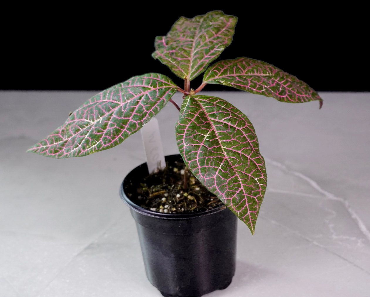 Prestonia Quinquangularis Dogbane close up of leaf